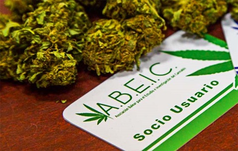 clube-maconha-barcelona.jpg
