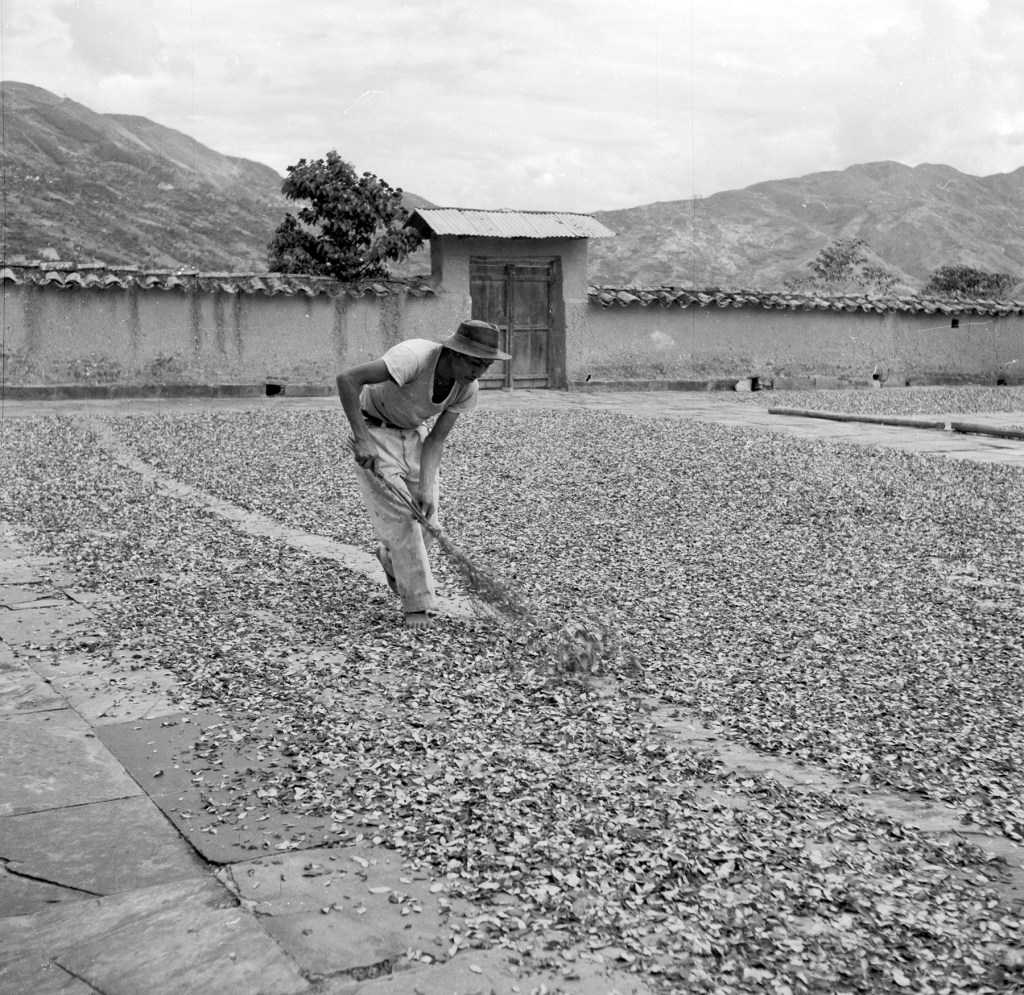 coca-drying.jpg