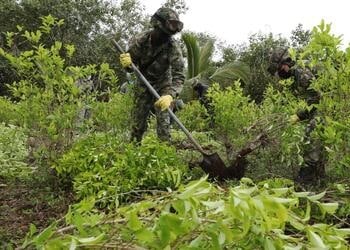 coca-en-Colombia.jpg