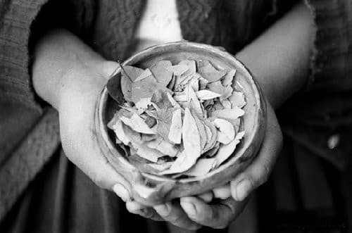 coca-leaf.jpg