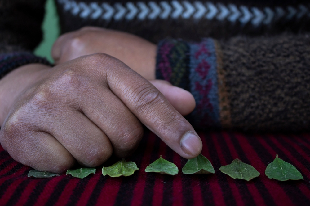 Coca-leaf-paradox.jpg