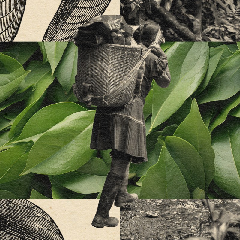 Coca-Leaf_Final.jpg