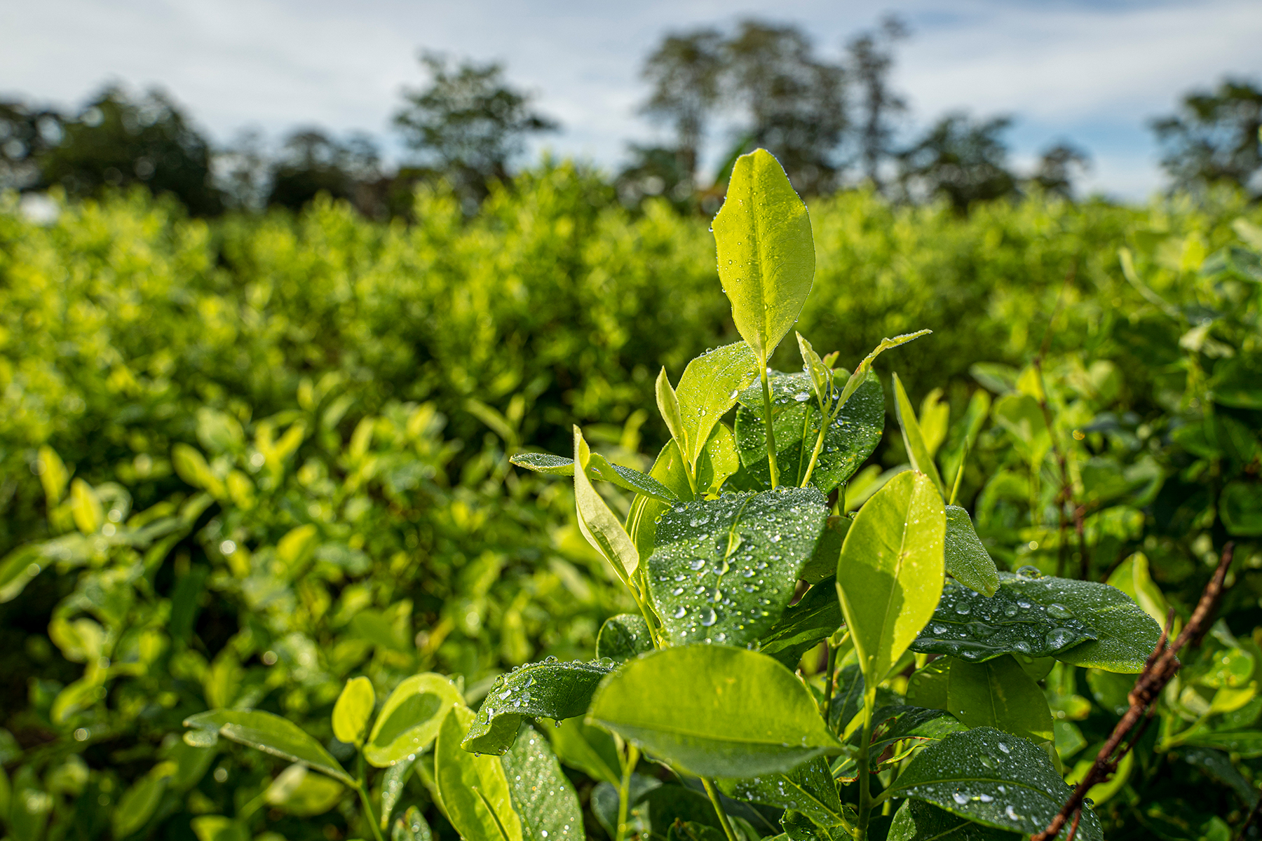 coca-plant.jpg