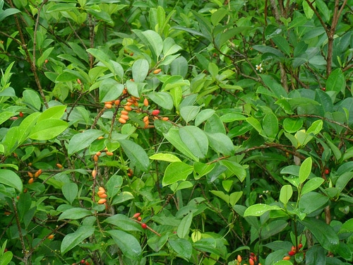 coca_plant.jpg