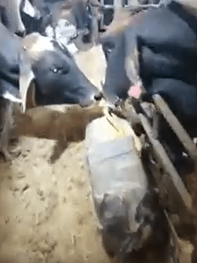 cocaine-cows-ruthless-cartels-packing-1042650276.png