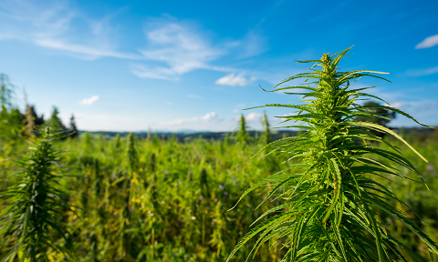 Copy-of-Outdoor-Cannabis.png