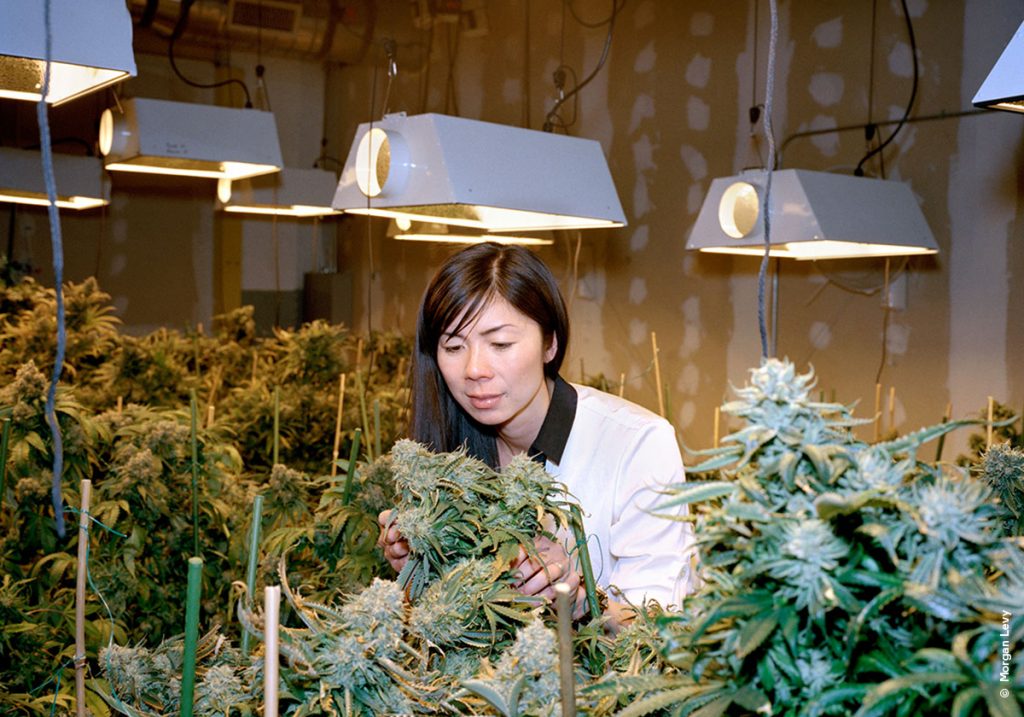 degustatot marihuana2.jpg