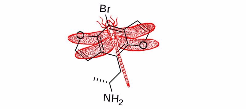 dragon fly.jpg