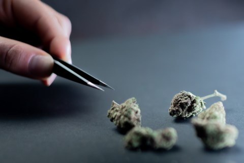 driedcannabis.jpg