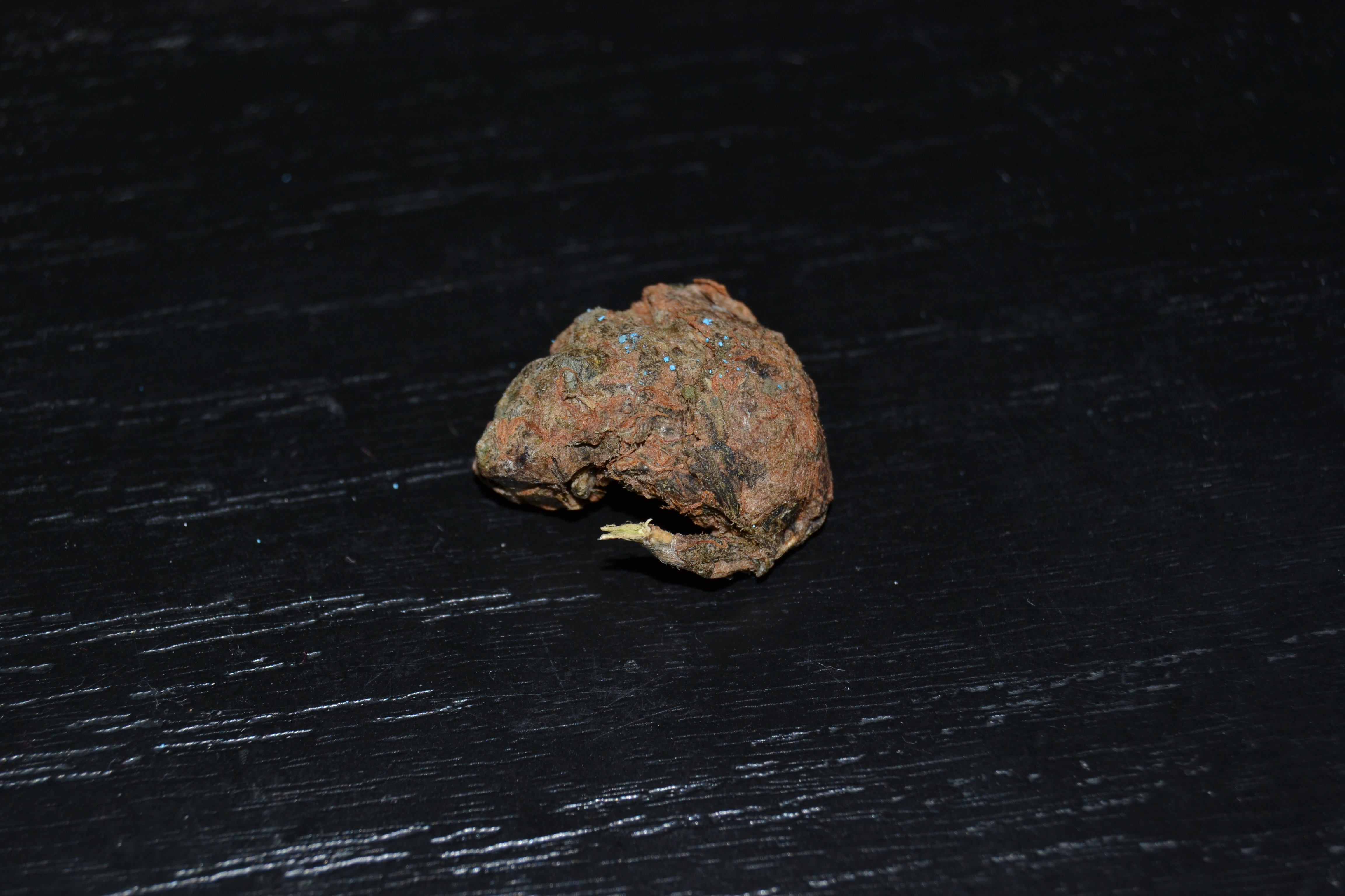 DSC_4449.JPG