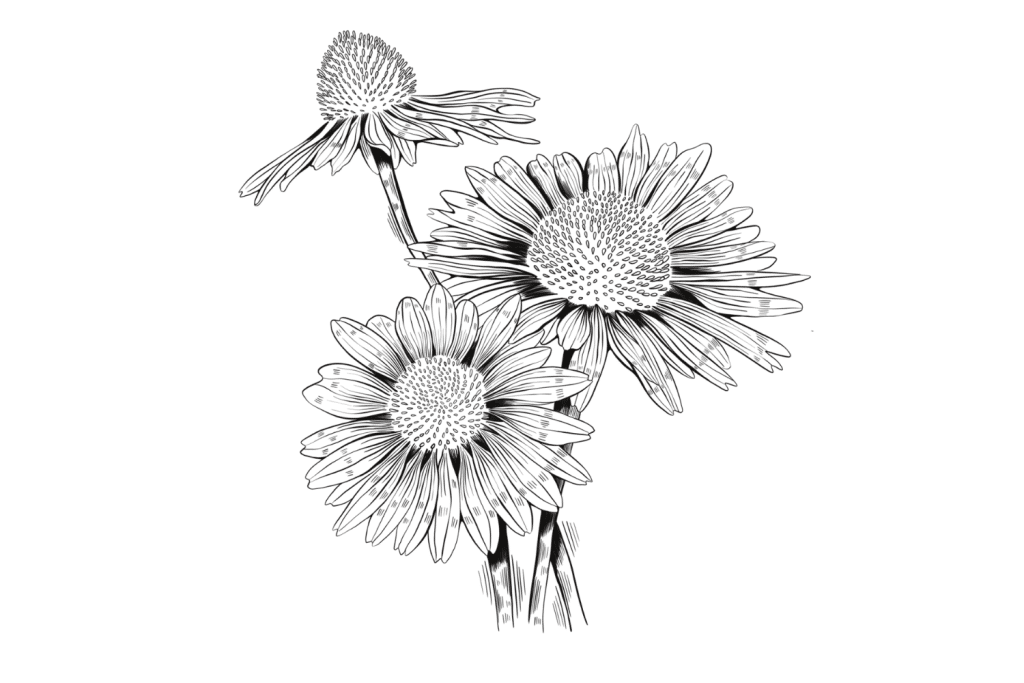 Echinacea-1-1024x683.png