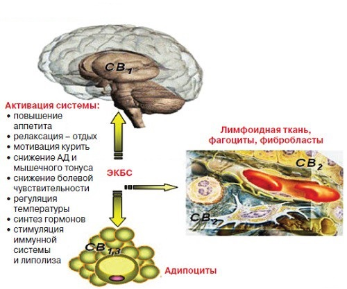 Эндоканнобиноиды и метаболизм.jpg