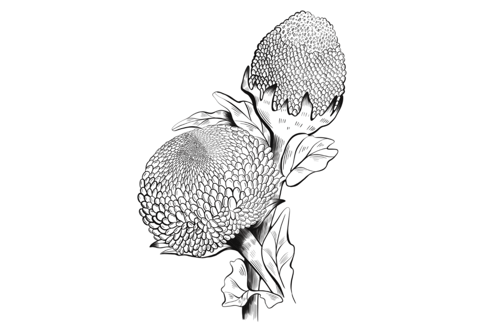 Electric-Daisy-1-1024x683.png