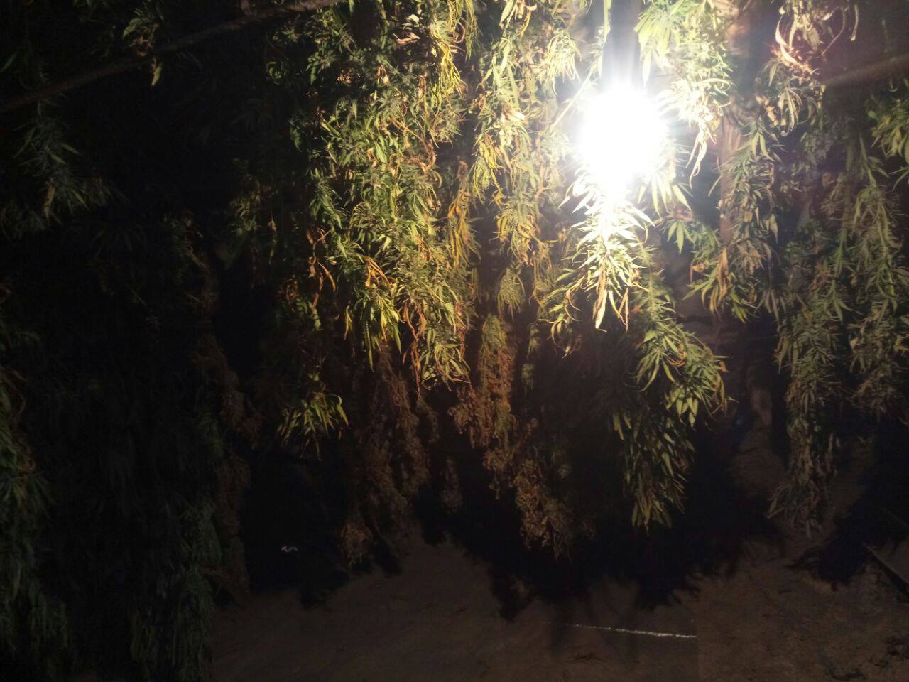 elit marihuana2.jpg