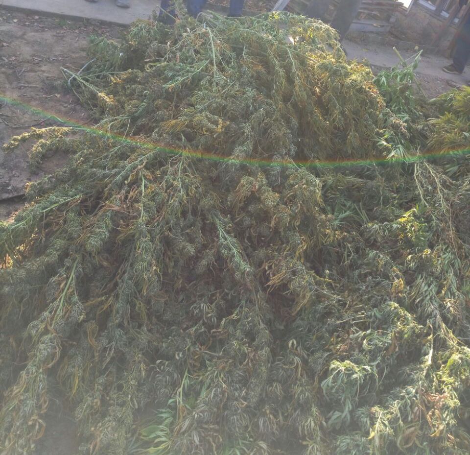 elit marihuana4.jpg