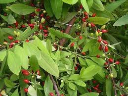 Erythroxylum+coca.jpg