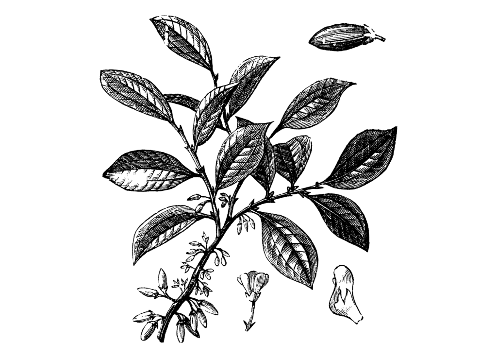 Erythroxylum-coca-plant-1024x737.png