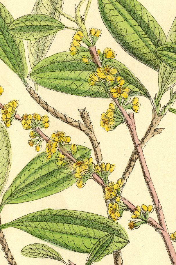 Erythroxylum_01.jpg