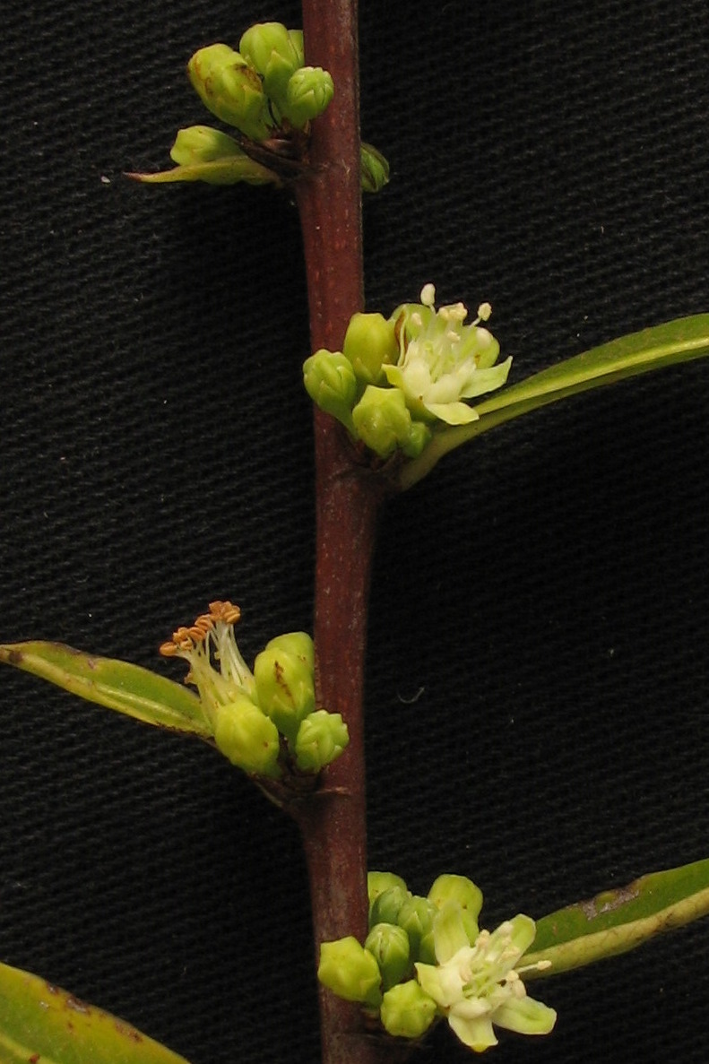 Erythroxylum_02.jpg