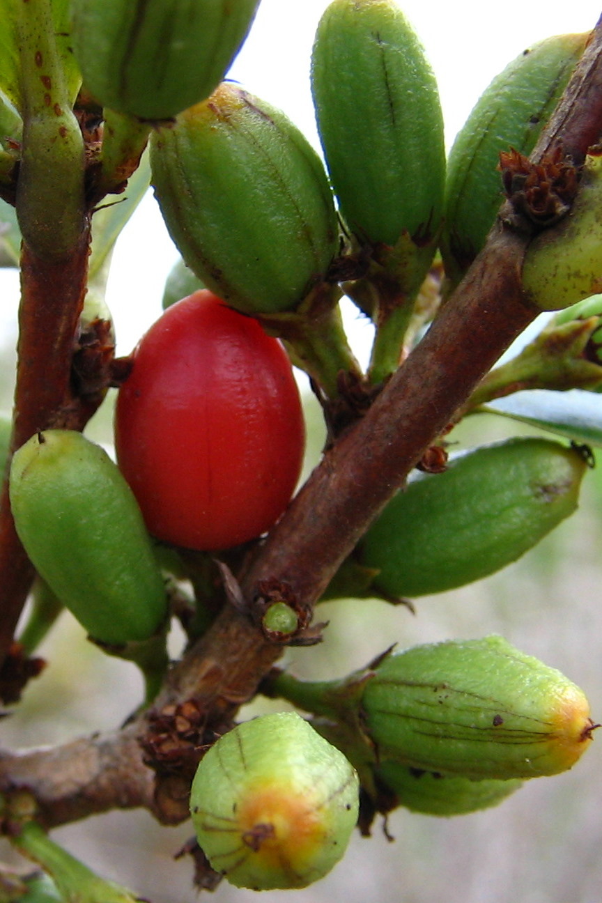 Erythroxylum_03.jpg