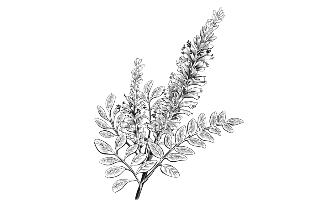 False-Indigo-1-1024x683.png