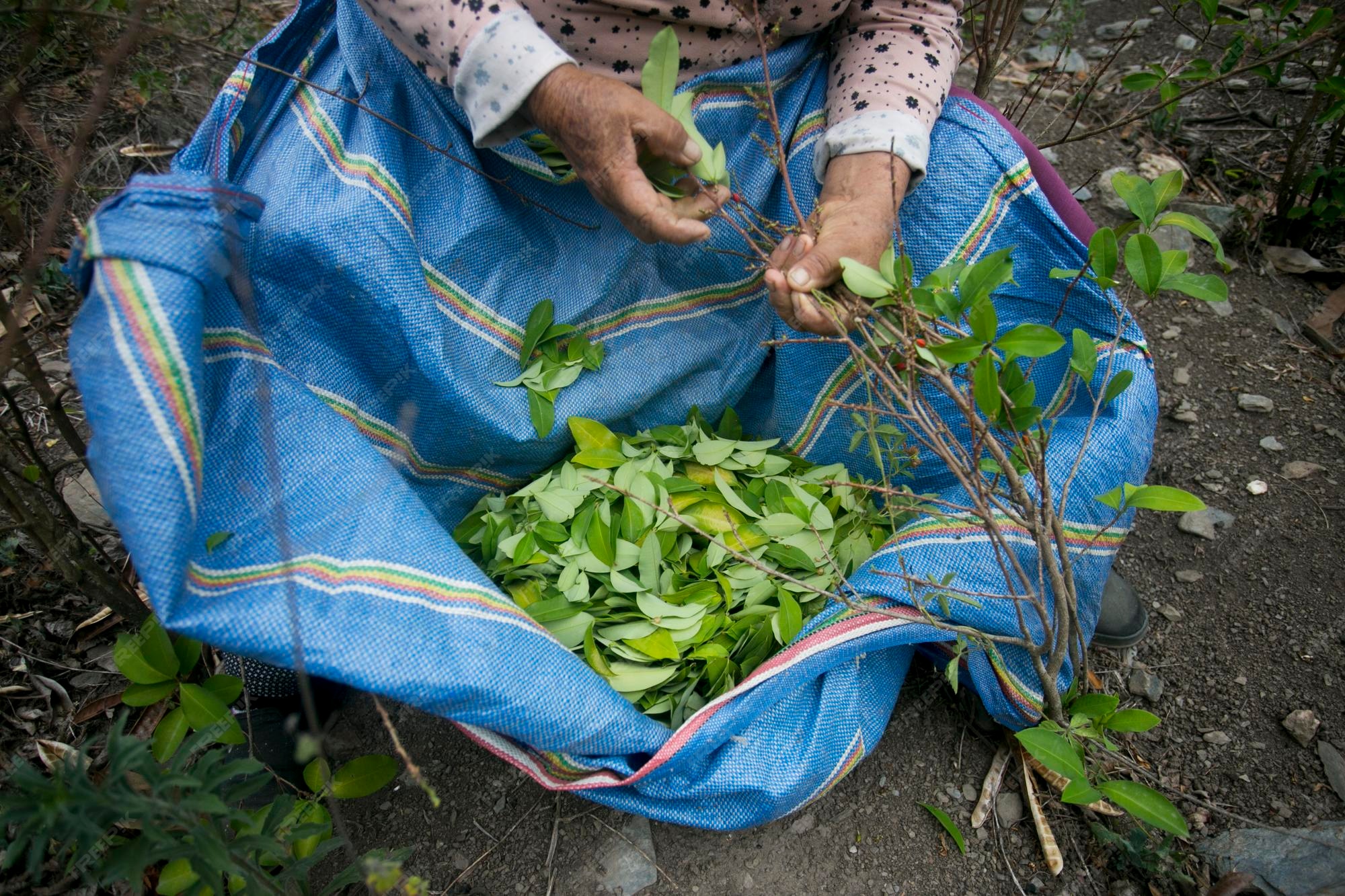 farmer-collecting-coca-leaves-organic-plantation-peruvian-jungle_783571-3415.jpg