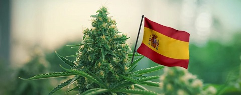 flor canabis espanha bandeira.jpg