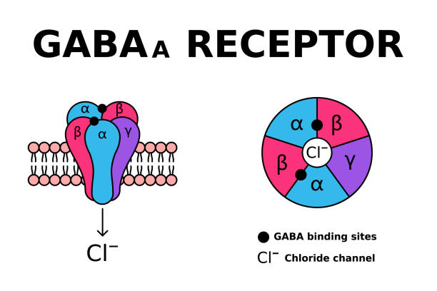 GABA-рецептор.jpg