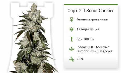Girl-Scout-Cookies-auto-fem-FastBuds-mini__um52S3j85UbFA2TU.jpg