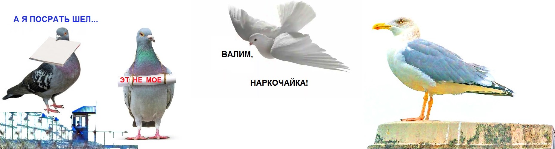 голуби.jpg