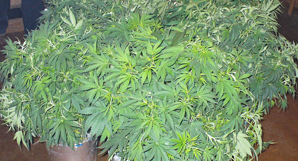 gorshok_konoplya2.jpg