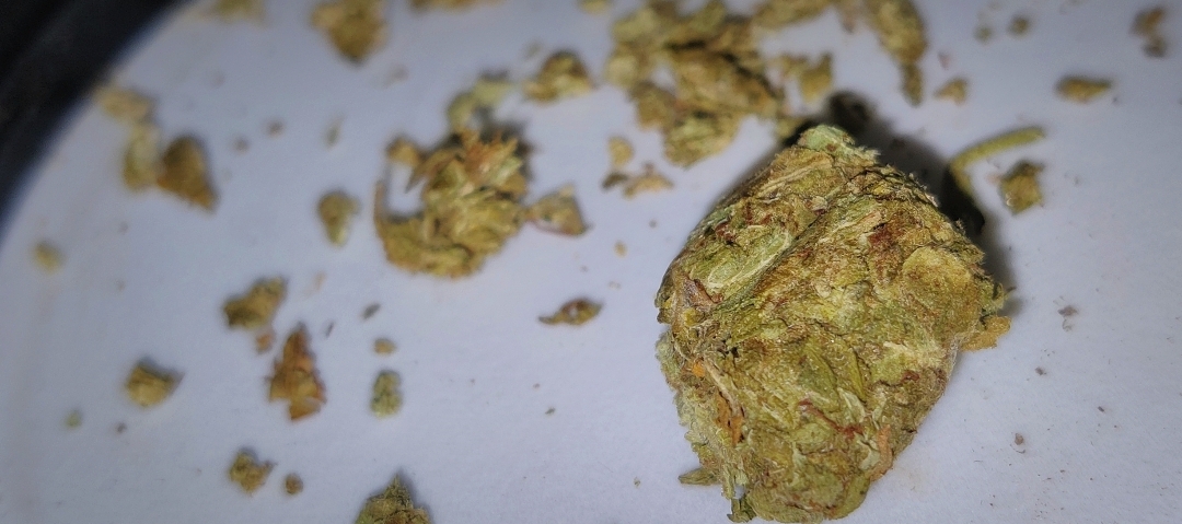 Grandmommy Purple Fem trip report from Zver шиш в Киеве от магазина TGK31.jpg