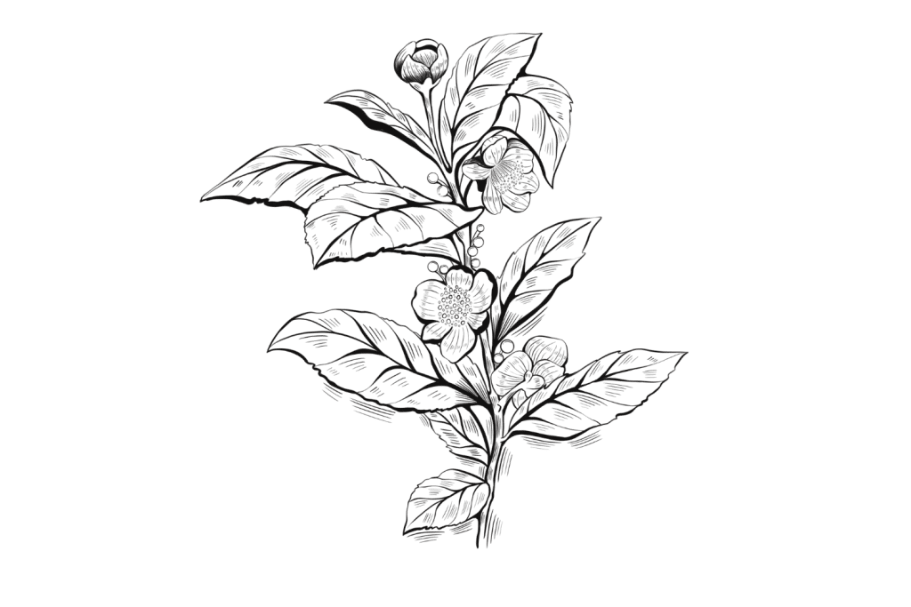 Green-Tea-1-1024x683.png