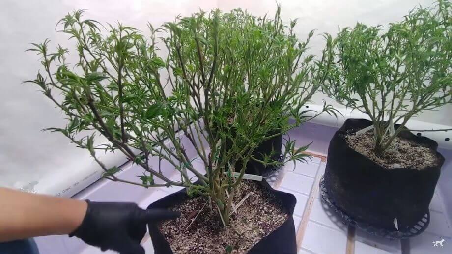 greffe-cannabis.jpg