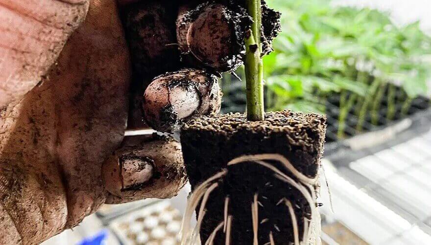 greffe-weed.jpg