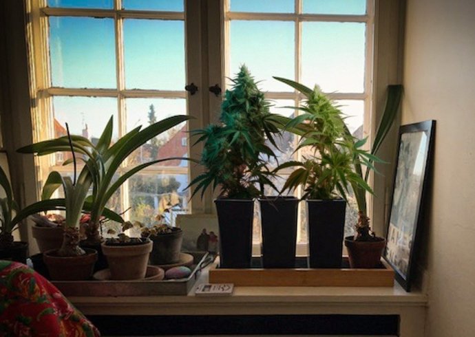 Growing-weed-behind-a-window-in-home-grown.thumb.jpg.6a6d22d4c9db4516fb07de63bd7308b0.jpg