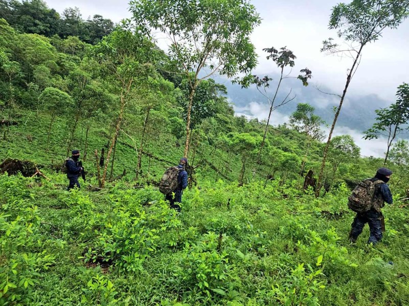 guatemalan-army-eradicating-coca-bushes.jpg