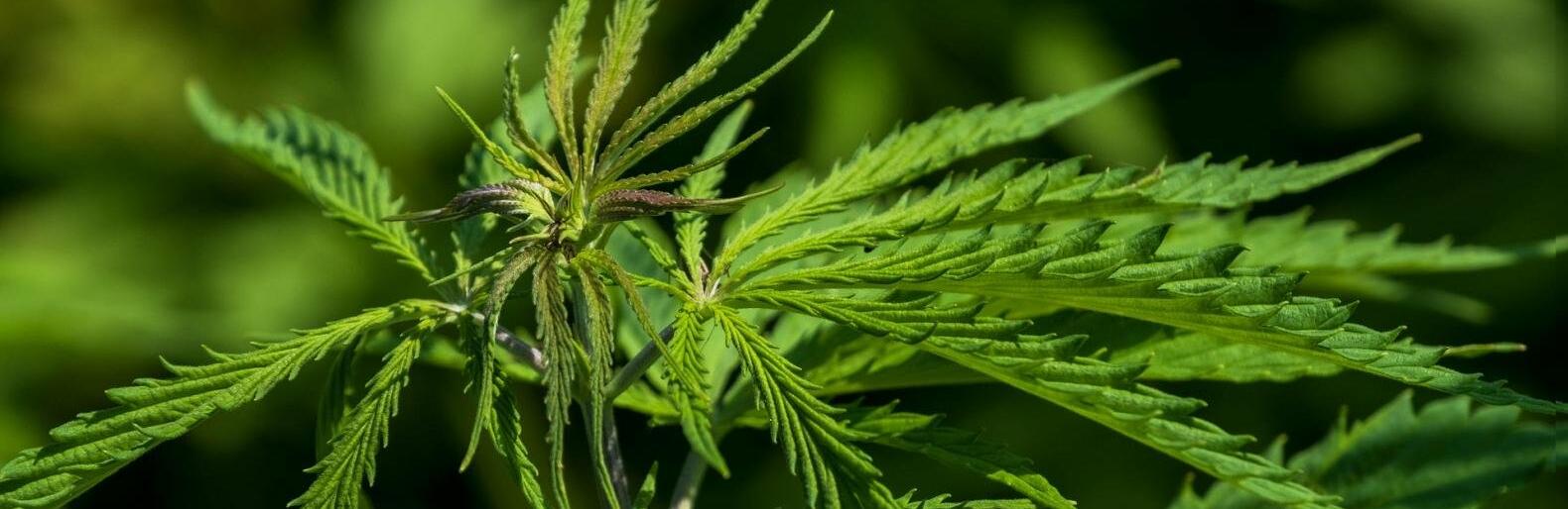 hemp-53567551920_68c17073ed364.jpg