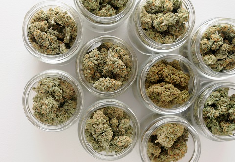 hemp-buds.jpg