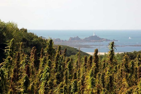 hemp-on-jersey777.jpg