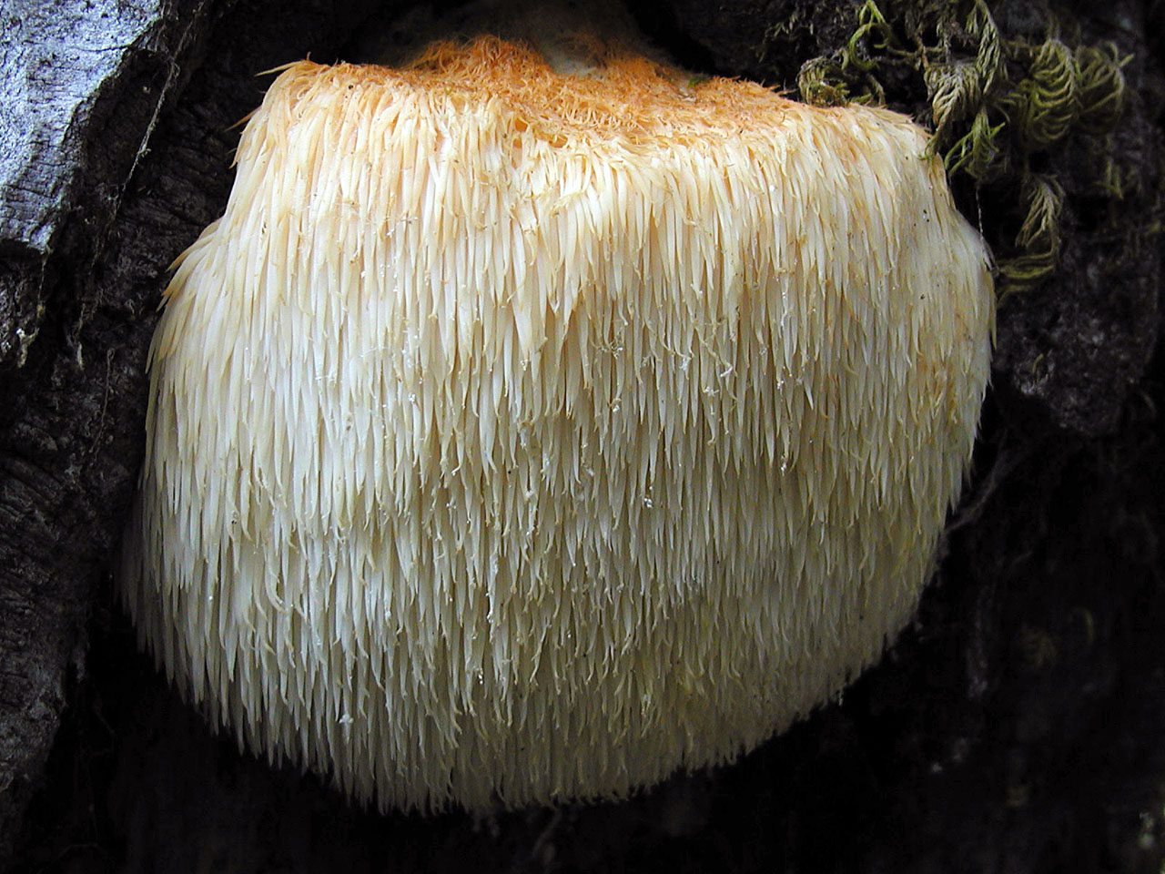 Hericium_erinaceusnw-01.jpg