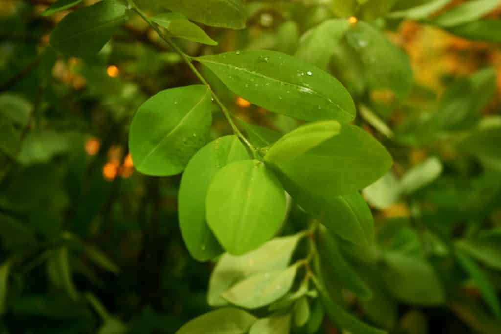 hojas_de_coca-1024x684.jpg