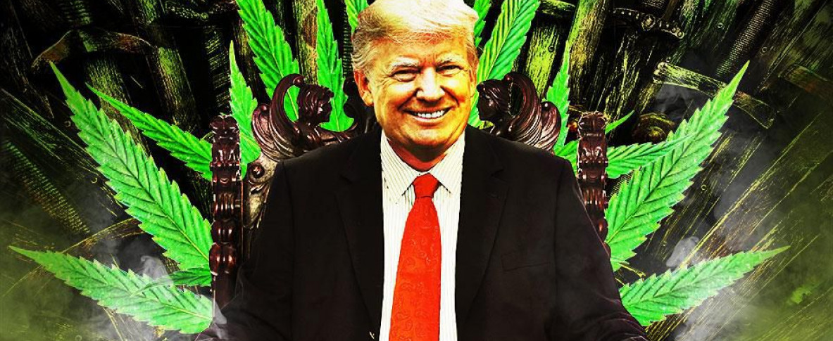 https___blogs-images.forbes.com_kriskrane_files_2018_07_Trump_cannbis_GOT_web-1183x485.jpg