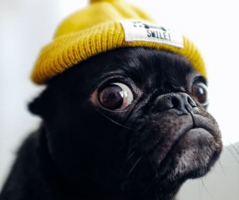 Huge rise in stoned dogs after New York legalises cannabis.jpg