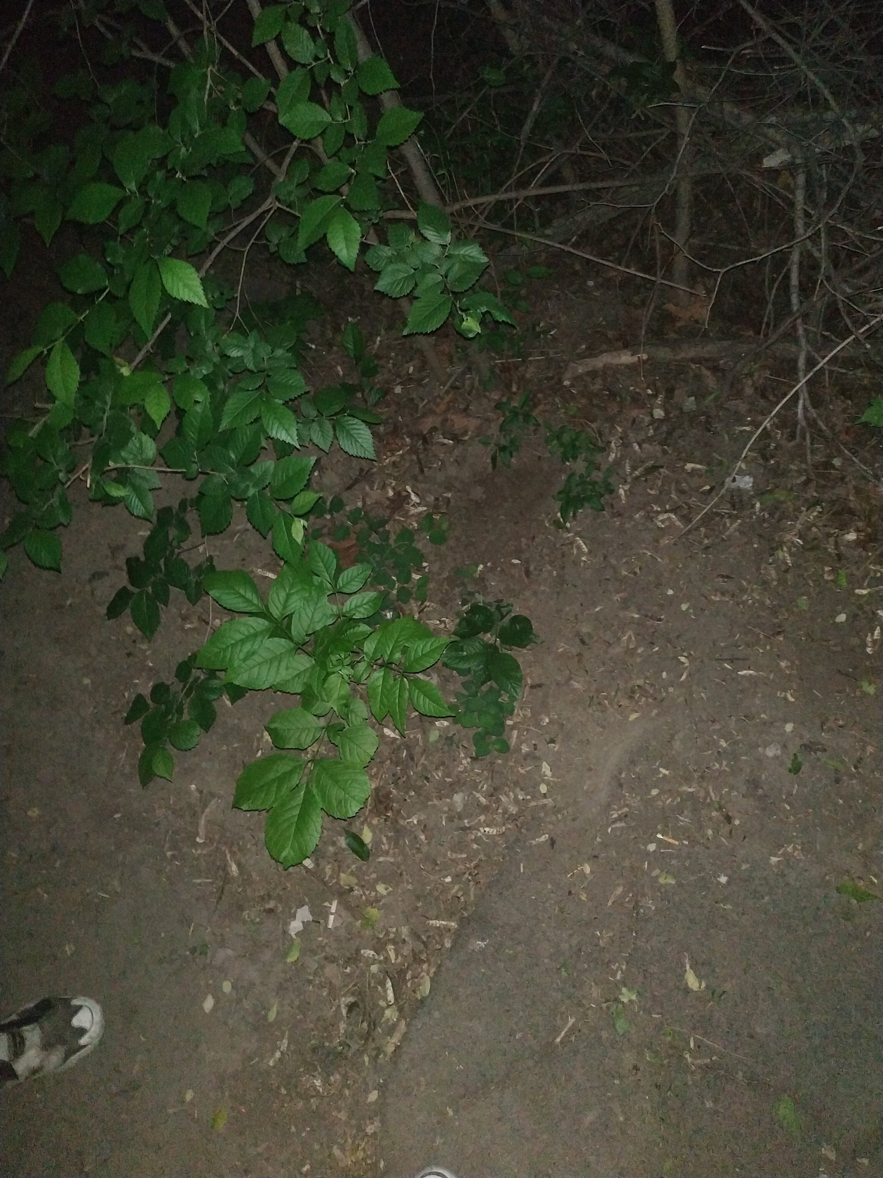 IMG_20200512_001918.jpg