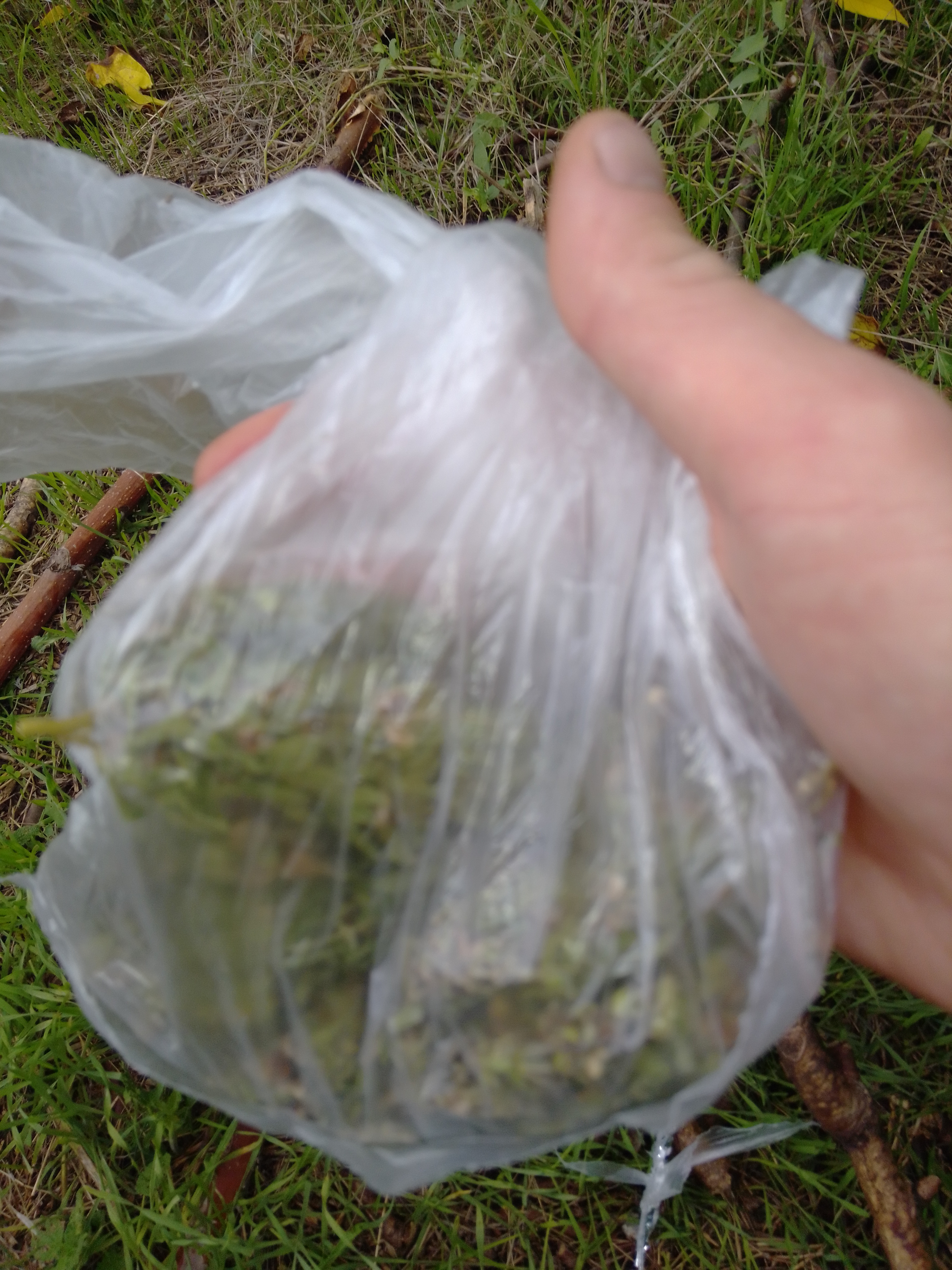 IMG_20201006_151320.jpg