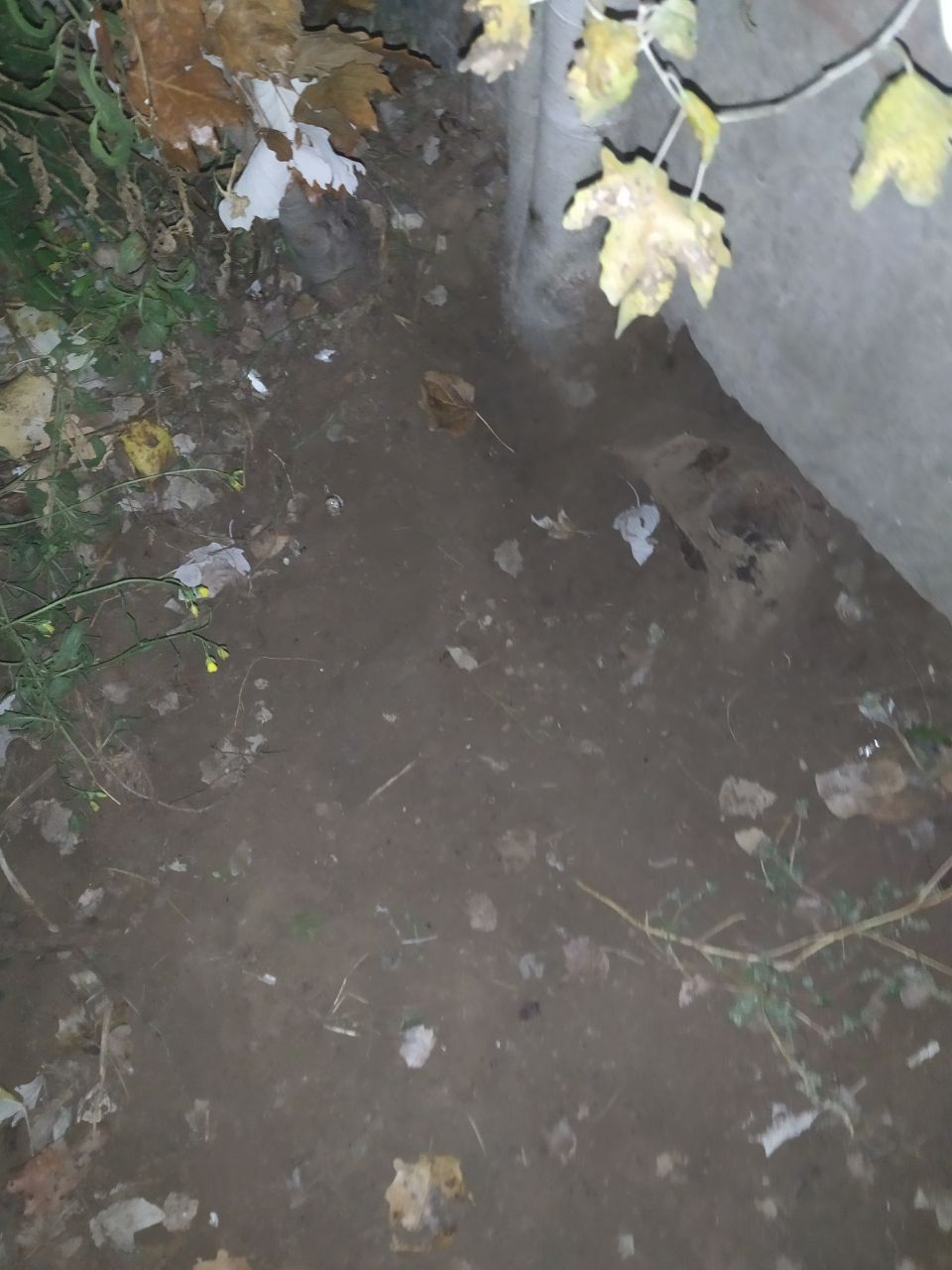 IMG_20201021_174525_869.jpg