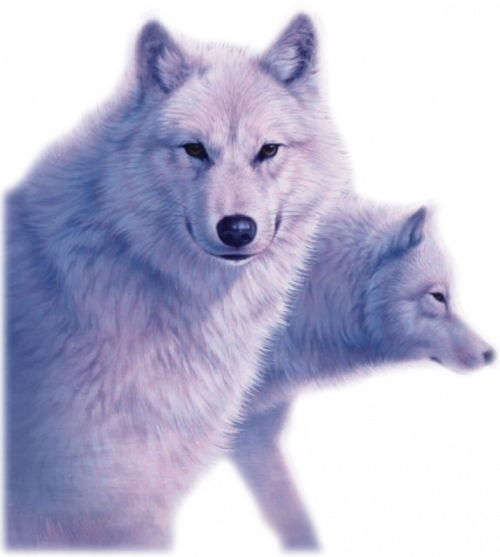 IMG_7565.PNG