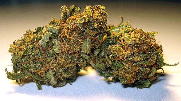 indica.png