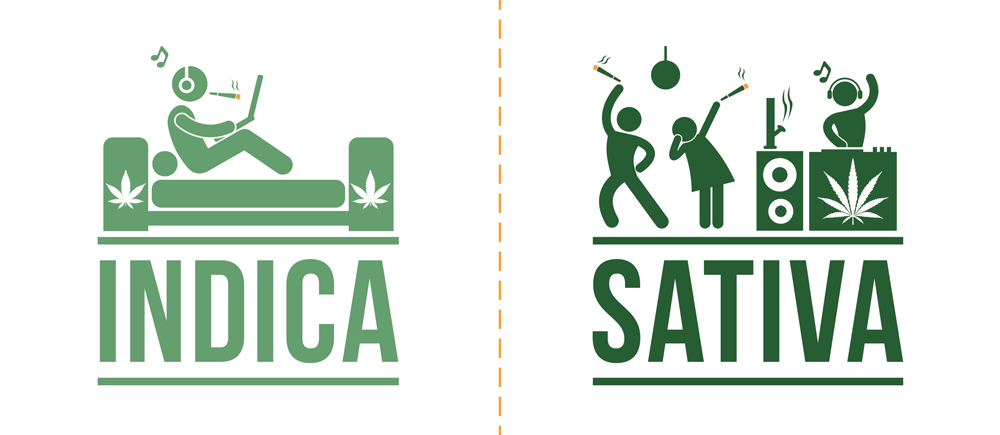 indica sativa.png